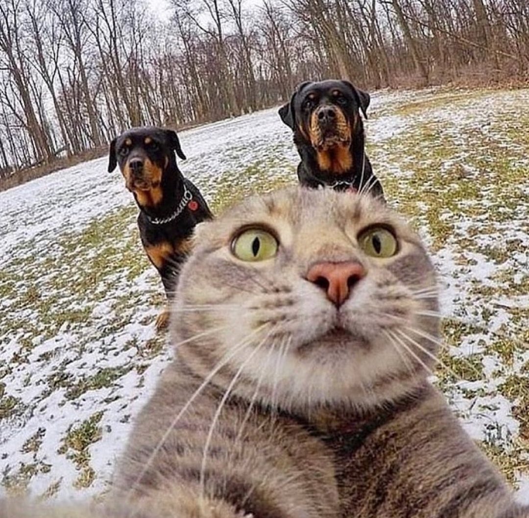 Мем кот фоткается с собаками