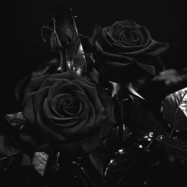 Темно красные розы на черном фоне