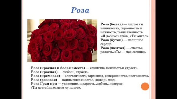 Что означает красная роза на языке цветов