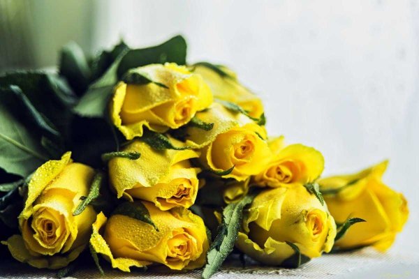 Прекрасный букет желтых роз