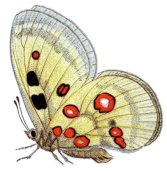 Аполлон обыкновенный бабочка