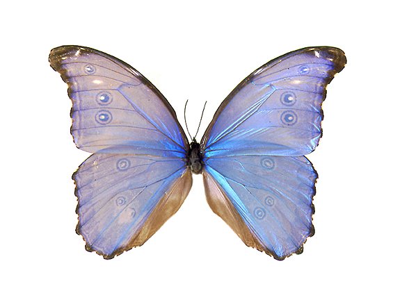 Бабочка морфо на белом фоне