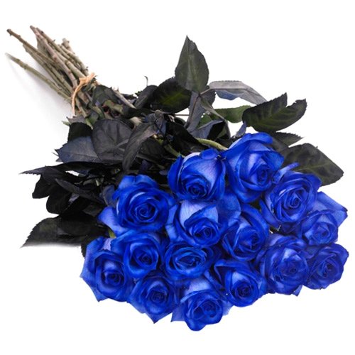 Огромный букет синих роз