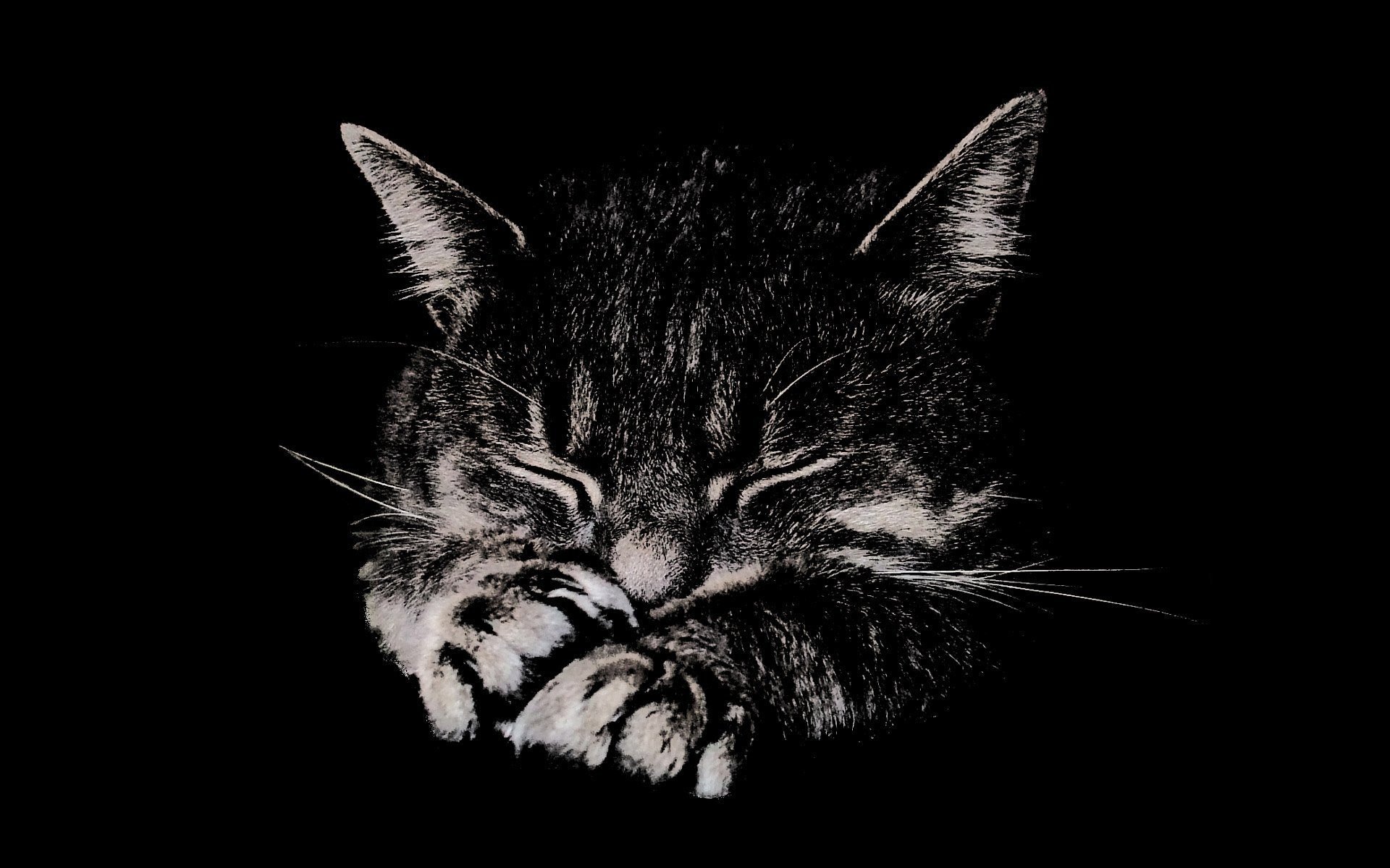 Котик чб