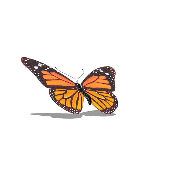 Анимированные бабочки на прозрачном фоне