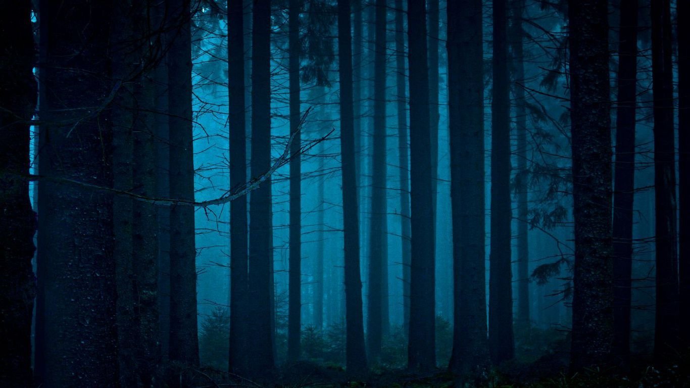 Лес ночью