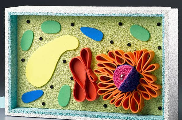 Объемная модель растительной клетки