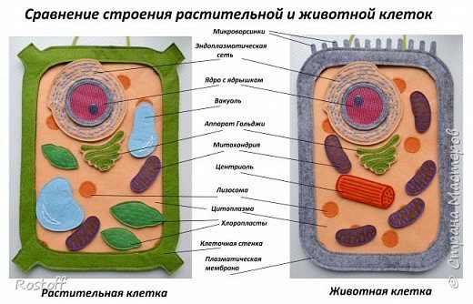 Модель животной клетки из пластилина 5 класс биология