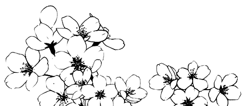 Цветы на белом фоне черно белые