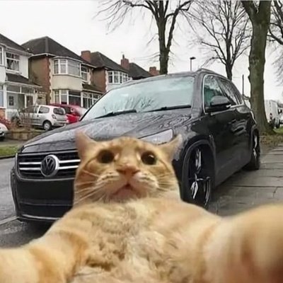 Кот рядом с машиной