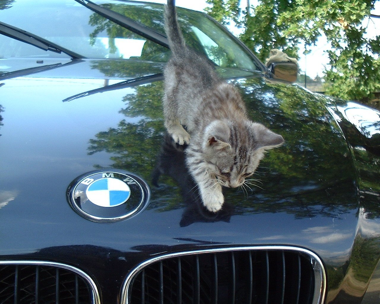 Кот возле бмв