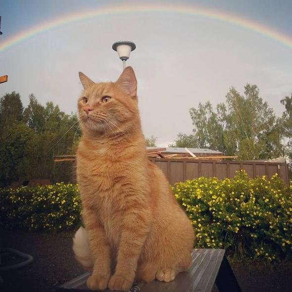 Рыжий кот на радуге