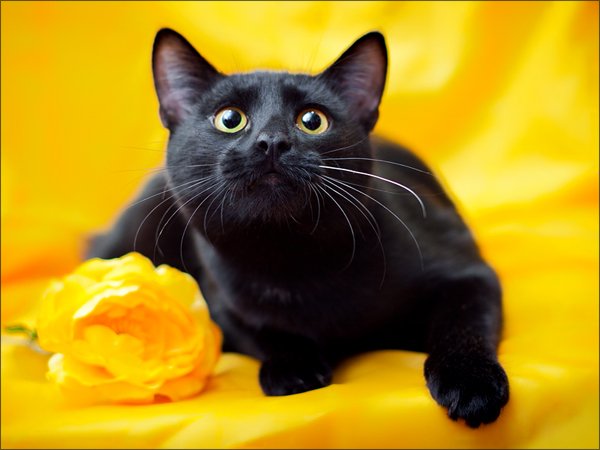 Котик желто-черный