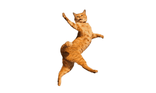Танцующая кошка