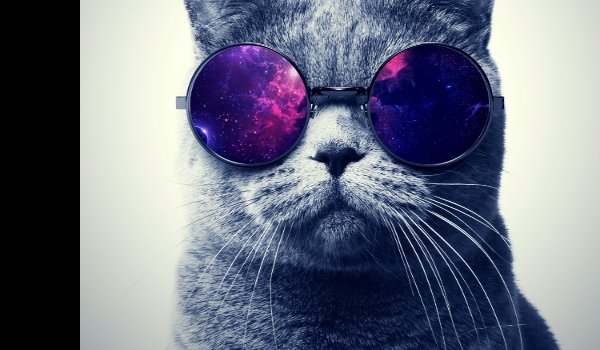 Кот в фиолетовых очках