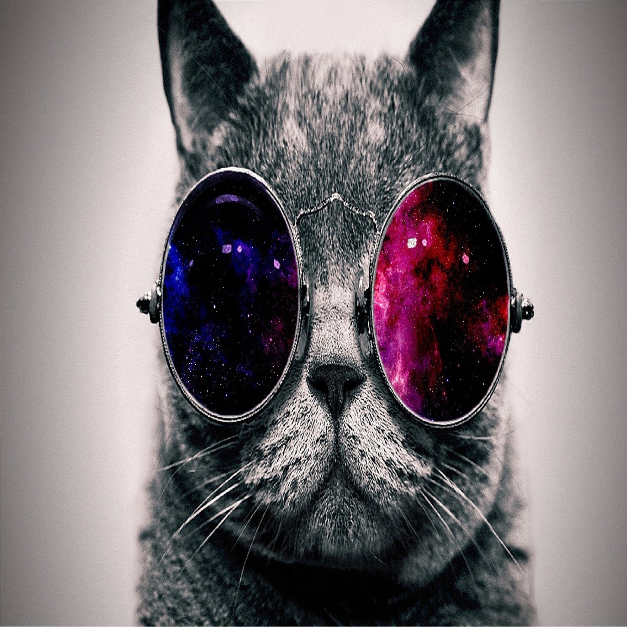 Космический кот в очках