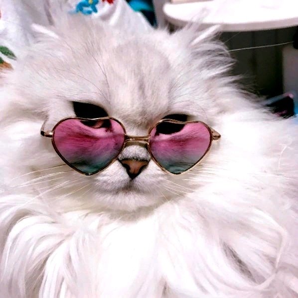 Котик с очками