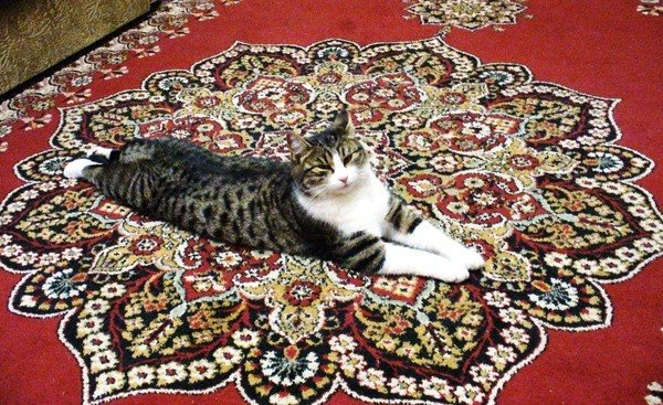 Коты на ковре