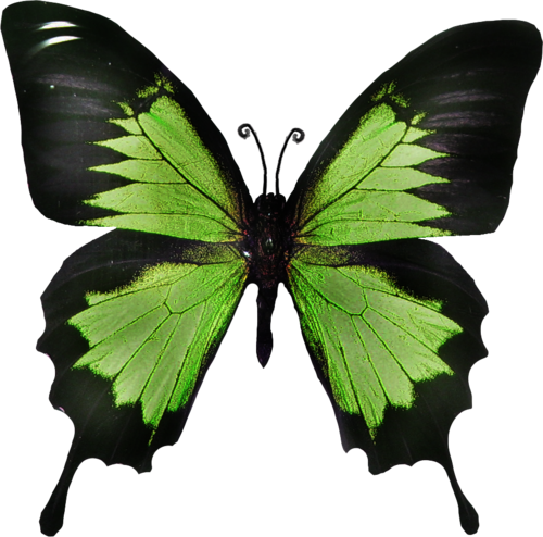 Салатовая бабочка