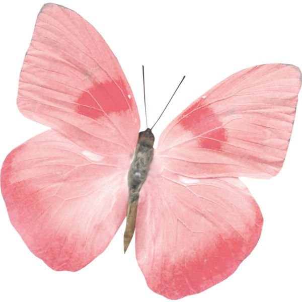 Бабочки розового цвета