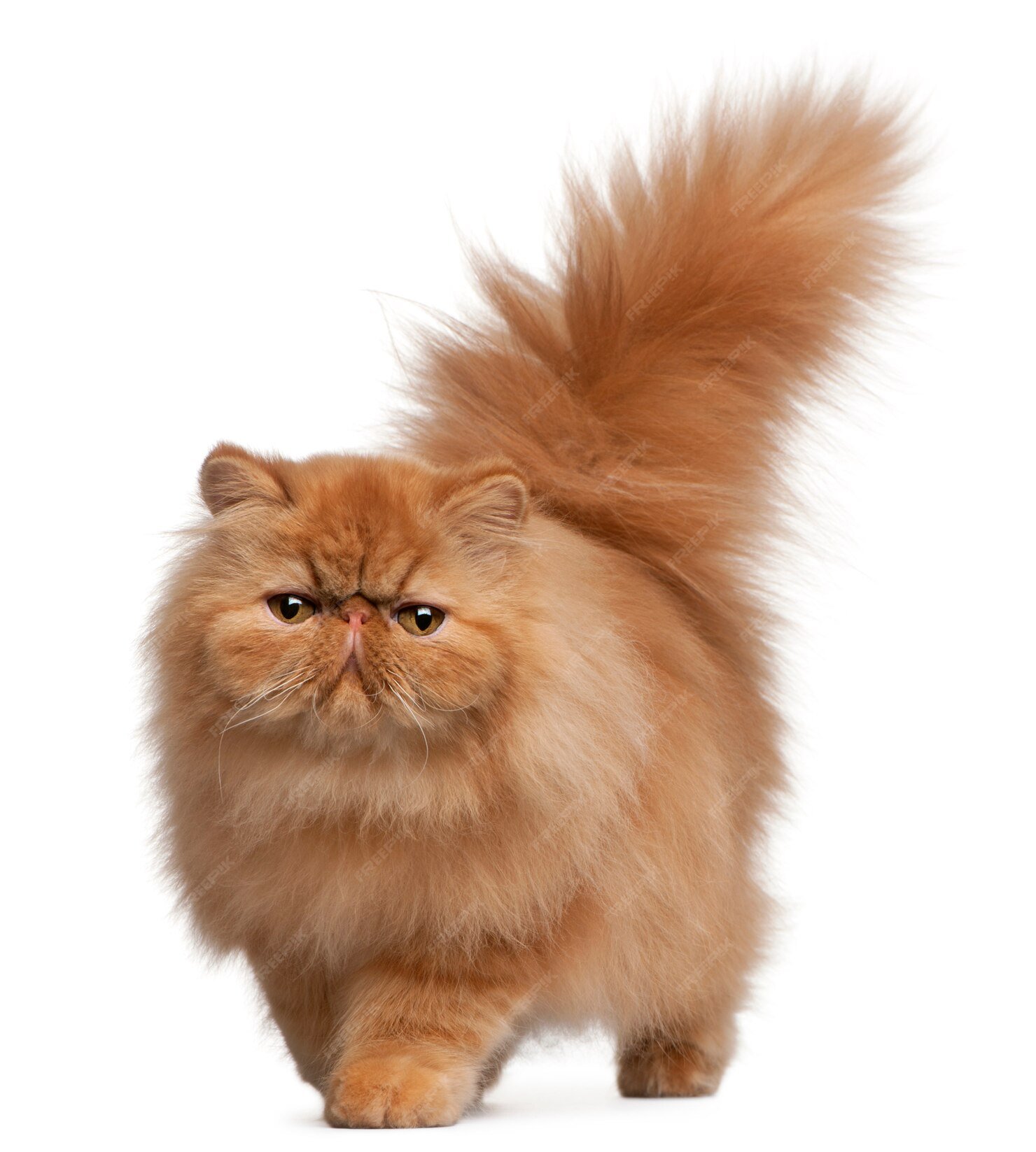 Персидский рыжий кот