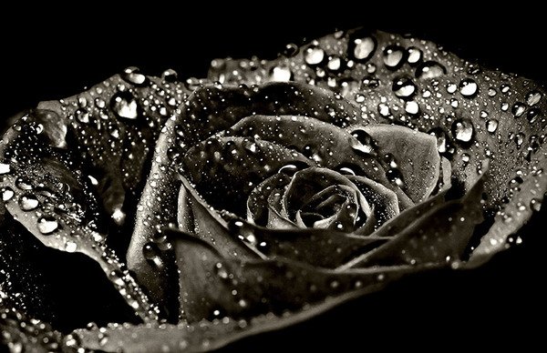 Черная роза с росой