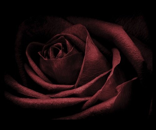Черно бордовые розы