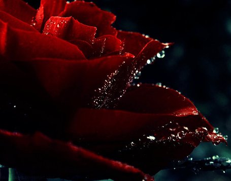 Красная роза в каплях воды