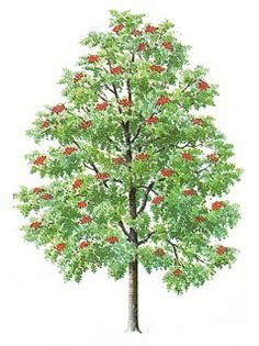 Мультяшное дерево рябина