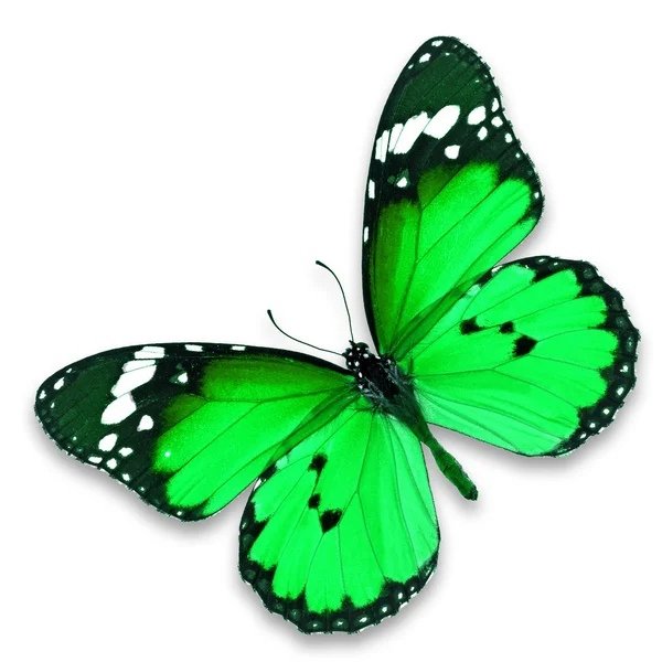 Зеленая бабочка на белом фоне