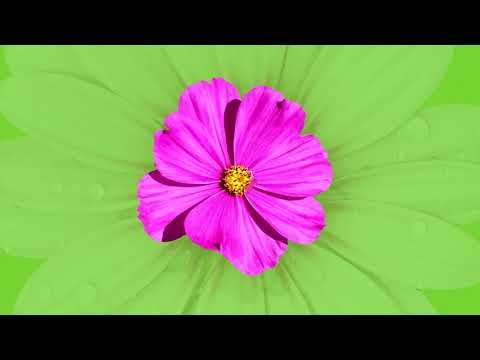 Фиолка цветок на зелёном фоне для видео гача