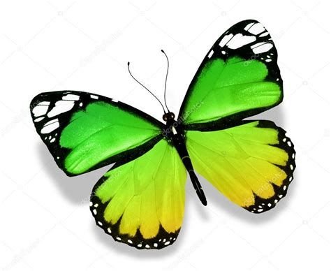 Зеленая бабочка на желтом фоне