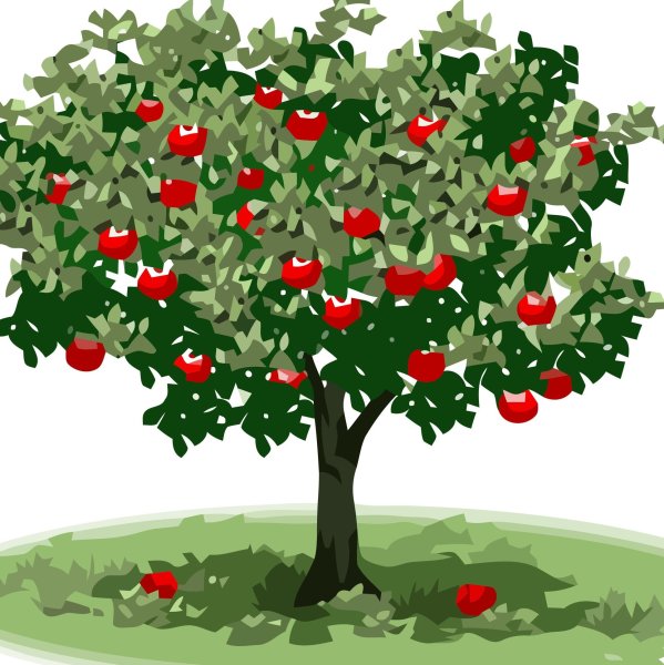 Яблоня с яблоками дерево