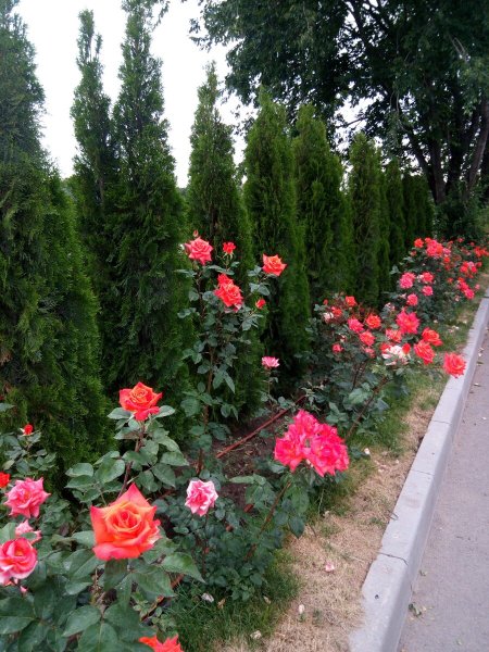 Туя Смарагд с розами