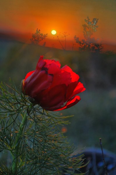 Одинокий цветок на закате