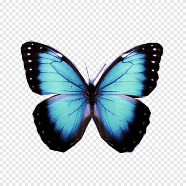 Голубая прозрачная бабочка