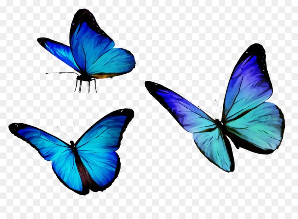Голубые бабочки на белом фоне