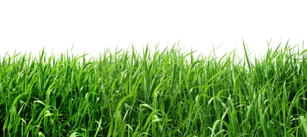 Зеленая трава на белом фоне