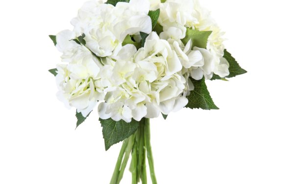 Букет цветов на белом фоне