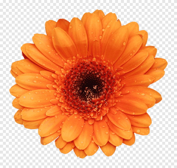 Апельсиновый цветок на белом фоне
