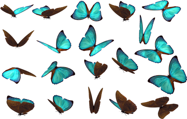 Бабочки в разных ракурсах