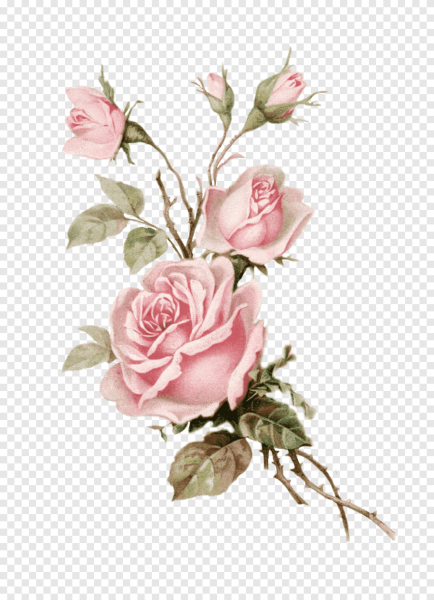 Винтажные розы на белом фоне