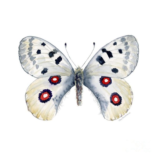 Белая бабочка Аполлон