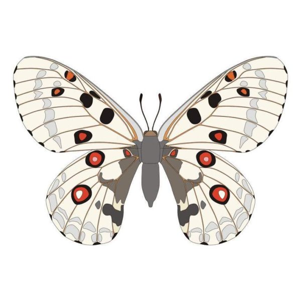 Бабочка Аполлон рисунок