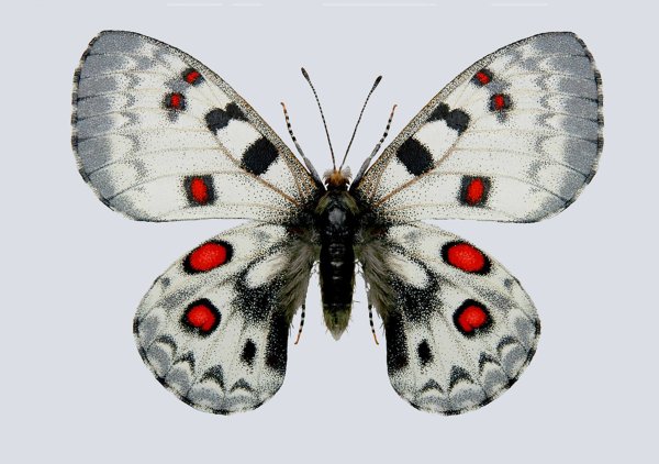 Бабочка Аполлон Маака