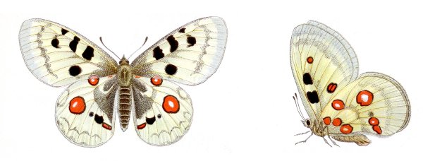 Аполлон Нордманна бабочка