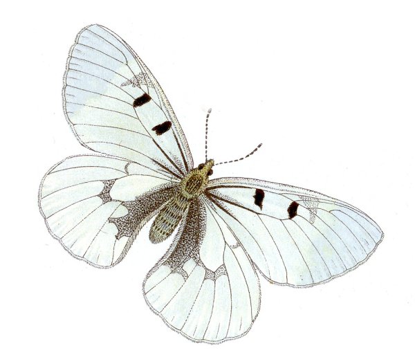 Мнемозина (Parnassius Mnemosyne)