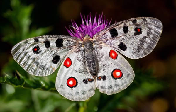 Аполлон (Parnassius Apollo)