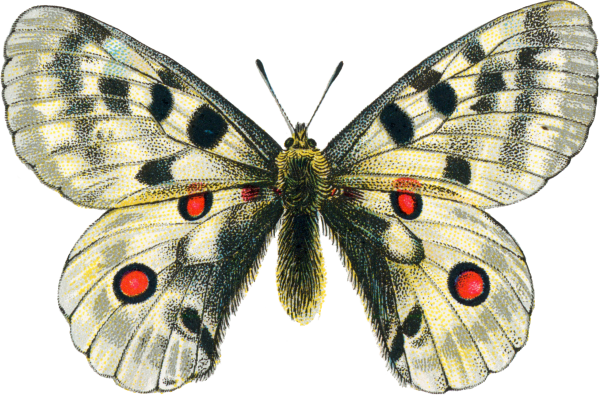 Аполлон обыкновенный бабочка