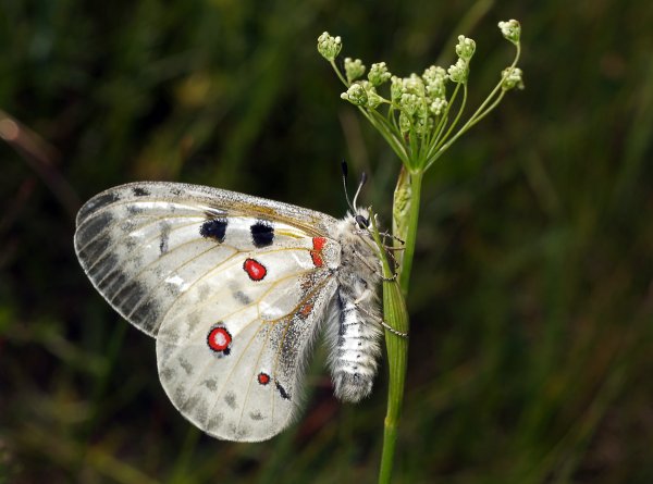 Бабочка аполлон на белом фоне